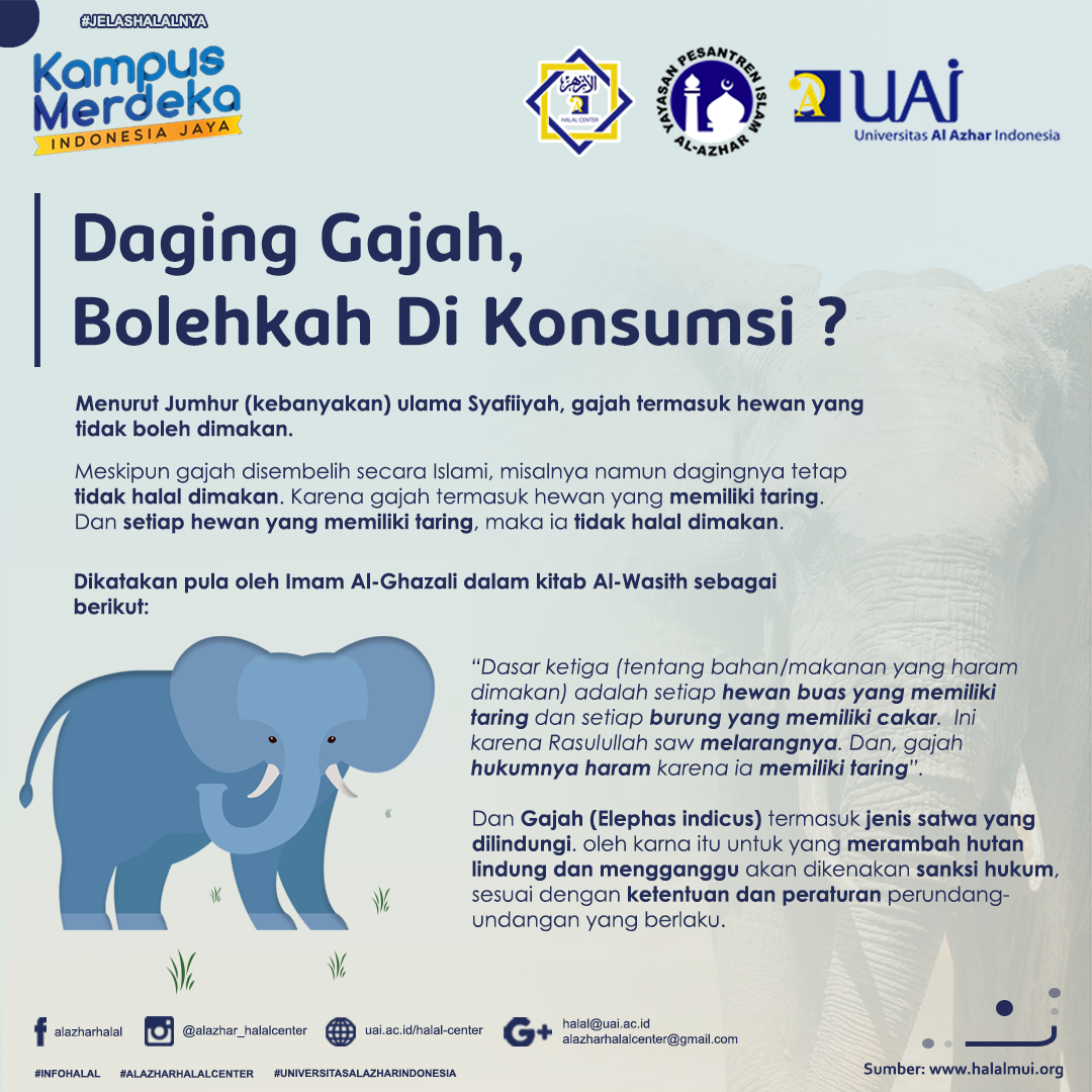 DAGING GAJAH,BOLEHKAH DIKONSUMSI ?